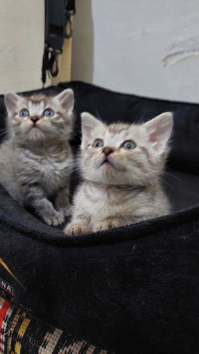 Британская короткошерстная.г. Шымкент