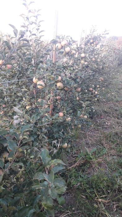 Suc de mere la pungi de 3 l