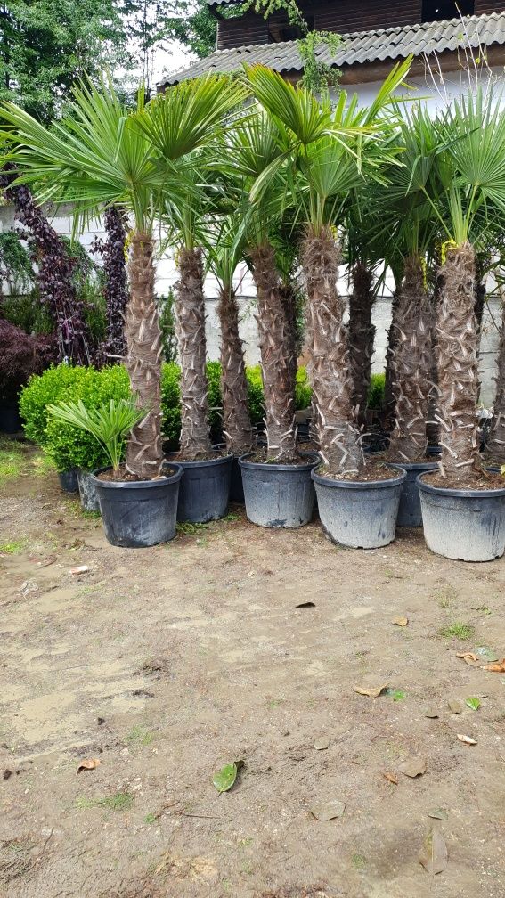 Palmieri trachicarpus fortunei 1.7m 2m 2.5m  4/5m