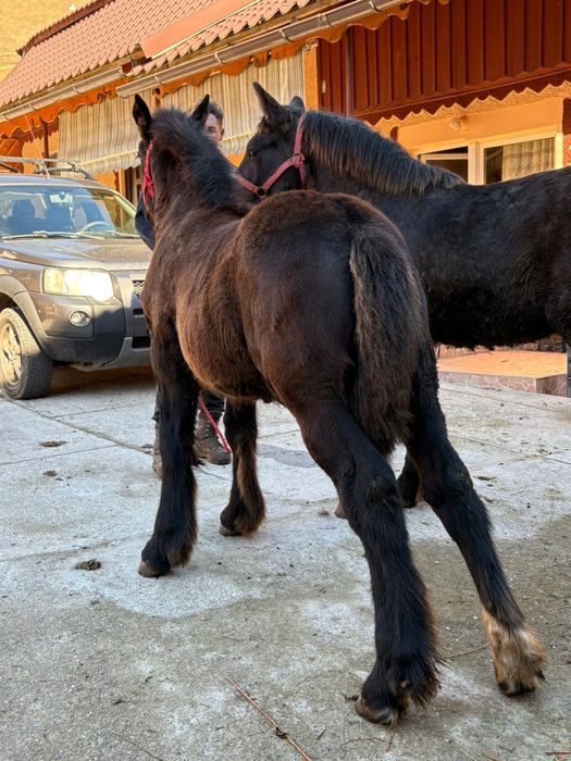 Mânze de vanzare pret bun!