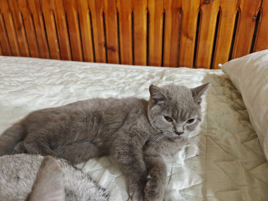 Britan zotli mushuklari