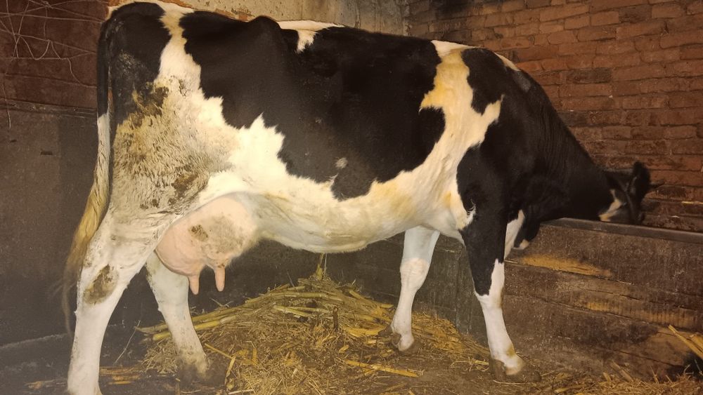 Vând vaca bună de lapte