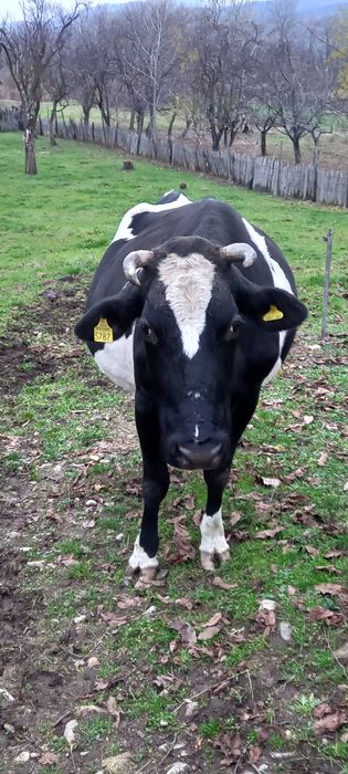 Vând Vacă bună de lapte și foarte cuminte, se mulge la mână.