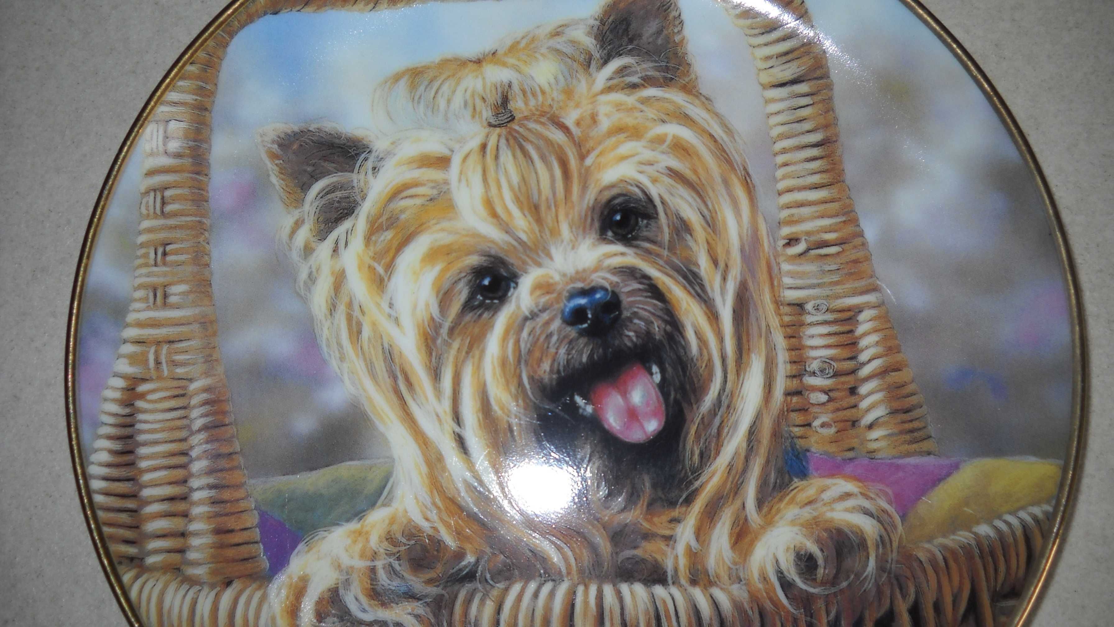 Farfurie decorativa Denbury Mint, catel yorkie - posibil cadou Craciun