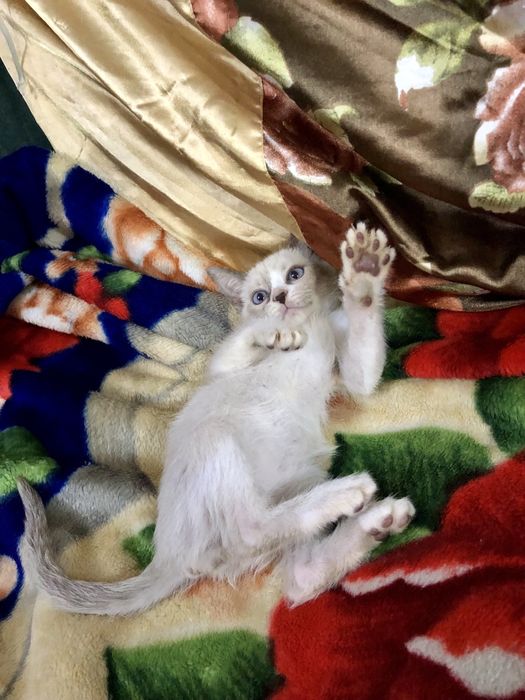 Срочно продаются породистые котята !