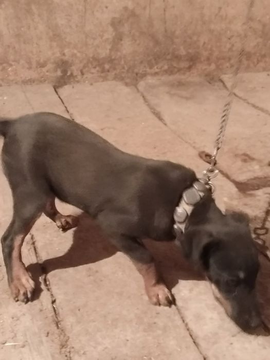 Яхтерер сатылады