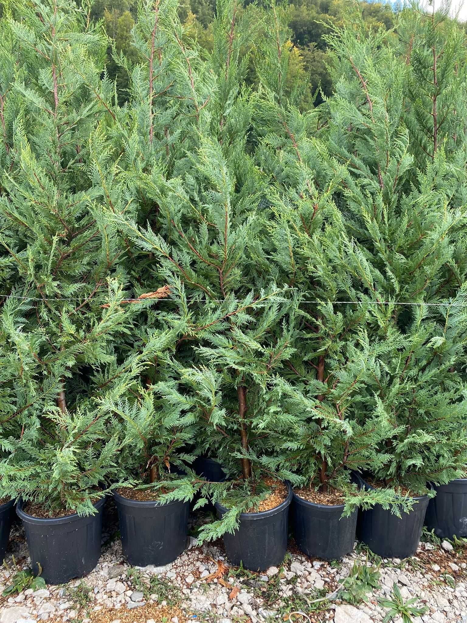 Cupressocyparis Leylandii – Plantă decorativă versatilă