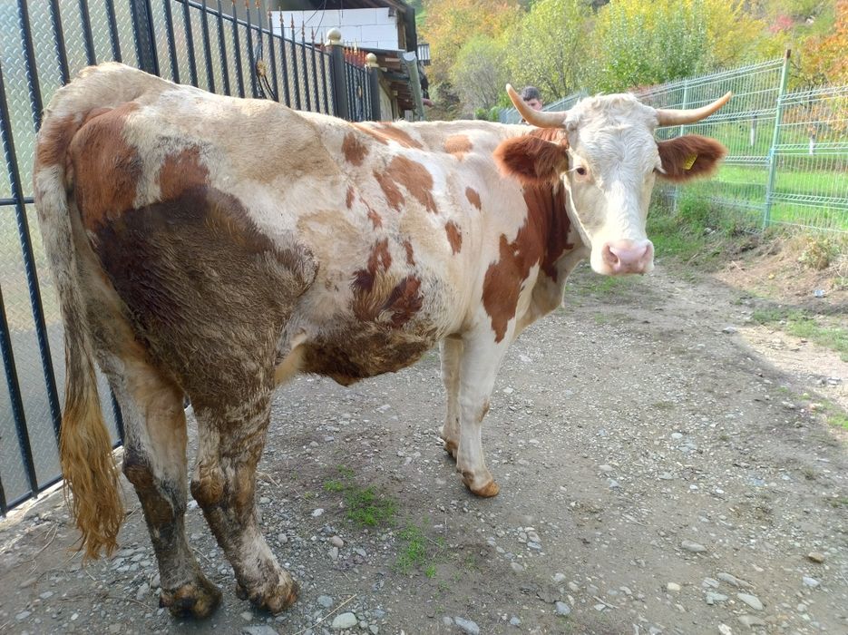 Vând vaca bălțată românească cu vițel belgian