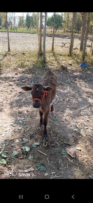 Sog'in sigir sotiladi. Bolasi urg'ochi 2 yarim oylik. Yeb ichishi zo'r