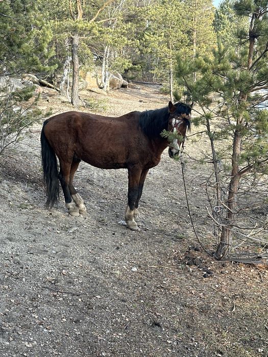 Продажа коня  работягу