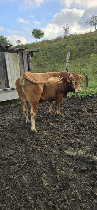 Taur vitel LIMOUSINE