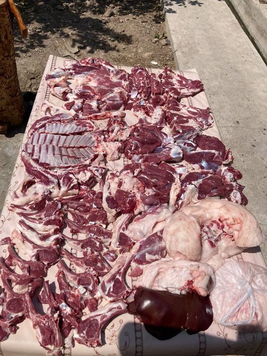 Qoʻy qassob qoʻchqor dastafka 24/7