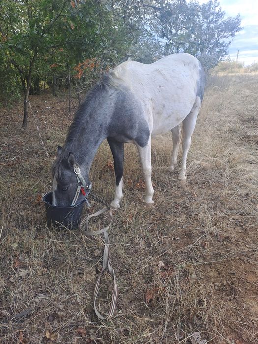 Manz rasa pinto foarte bland