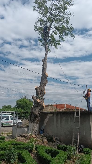 Ствол от орехово дърво