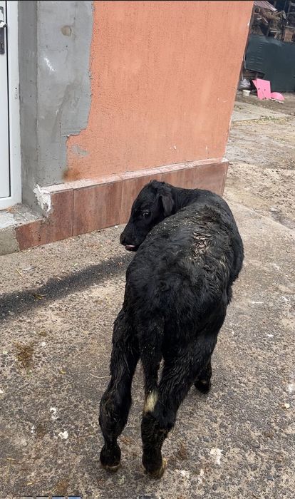 Vând 10 viței de rasă