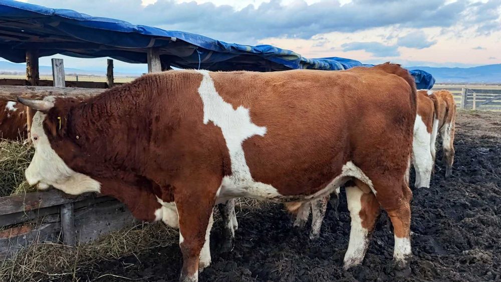 De vânzare 22 vaci bălțate roșii și un taur – în Borzont!