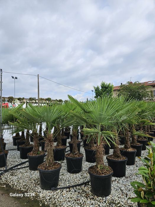 Vindem palmieri de mai multe dimensiuni