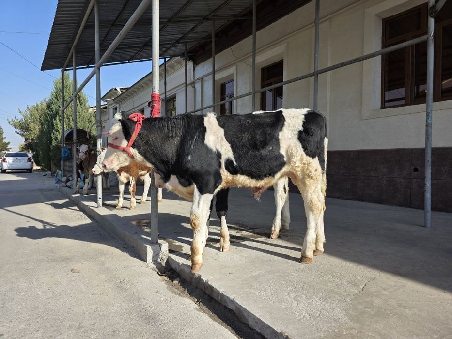 Симентал ва Гибрид буқачалар