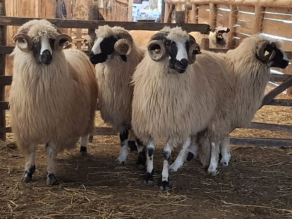 Berbeci miori și noatini