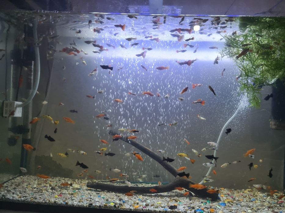 Продаются рыбки гуппи