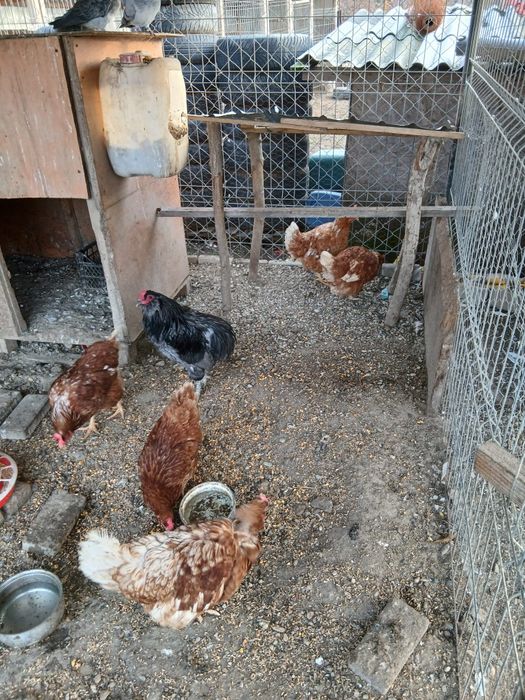 Gaini Isa Braun si cocos araucana