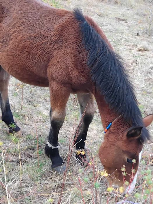 Свободни кончета