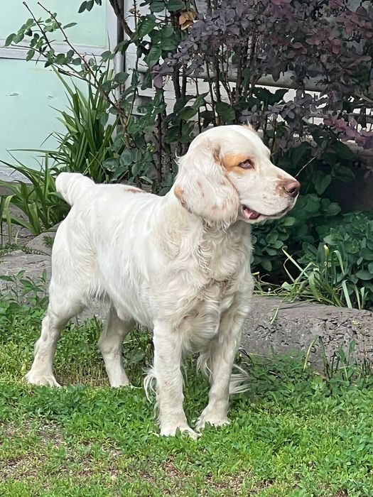 Вязка русский охотничий спаниель