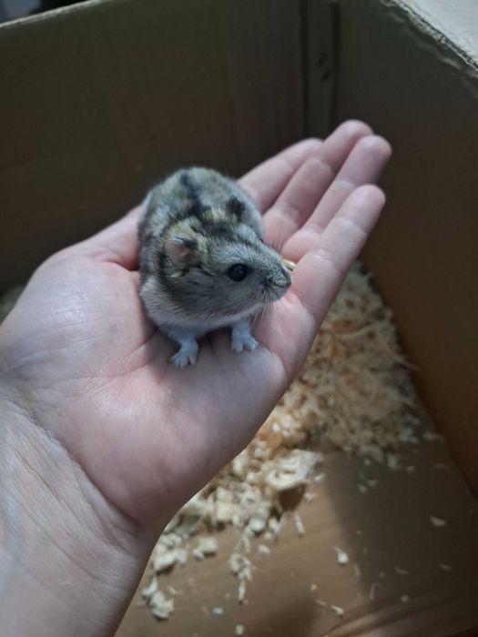 Donez hamster pitic