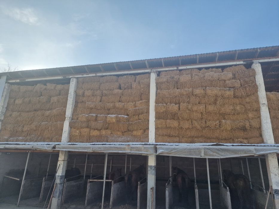 Жоңышқа (Клевер)