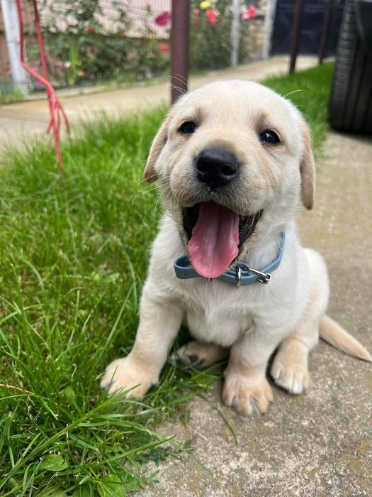 Puiuț Labrador Auriu