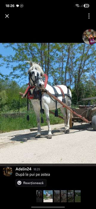 Vând iapa gestantă