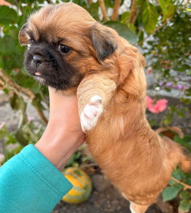 Продавам пекинези