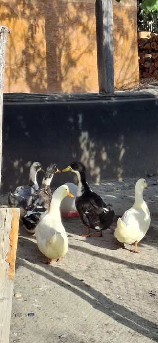 Vând 5 rațe din Primavara