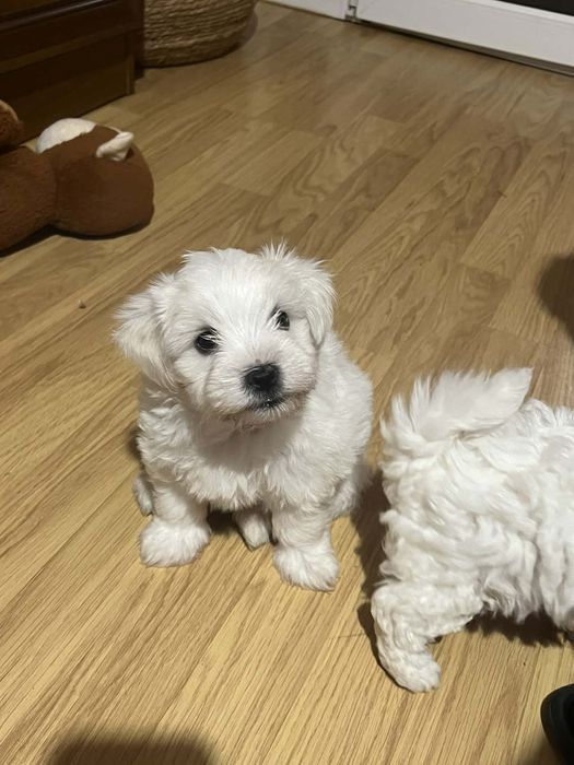Bichon maltez! 3 baieti!