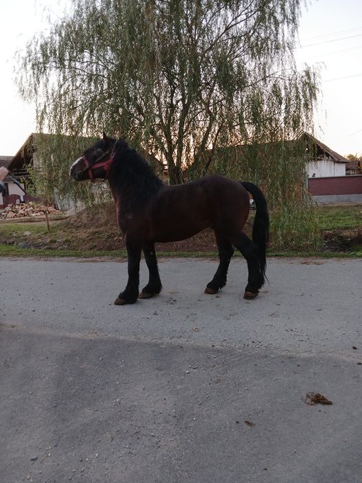 Vând Armasar de 10 ani