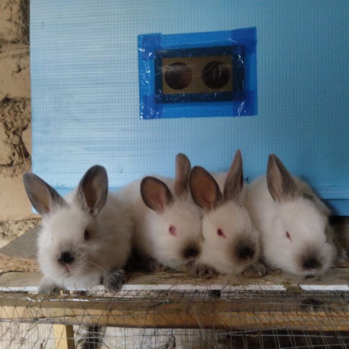 Kaliforniya Quyon zotli yuqori goʻsht uchun mojallangan quyon bolari