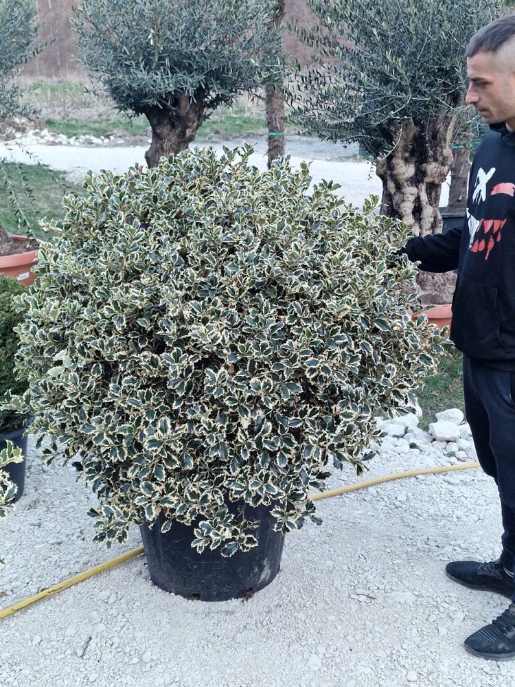 Ilex , Plante Ornamentale