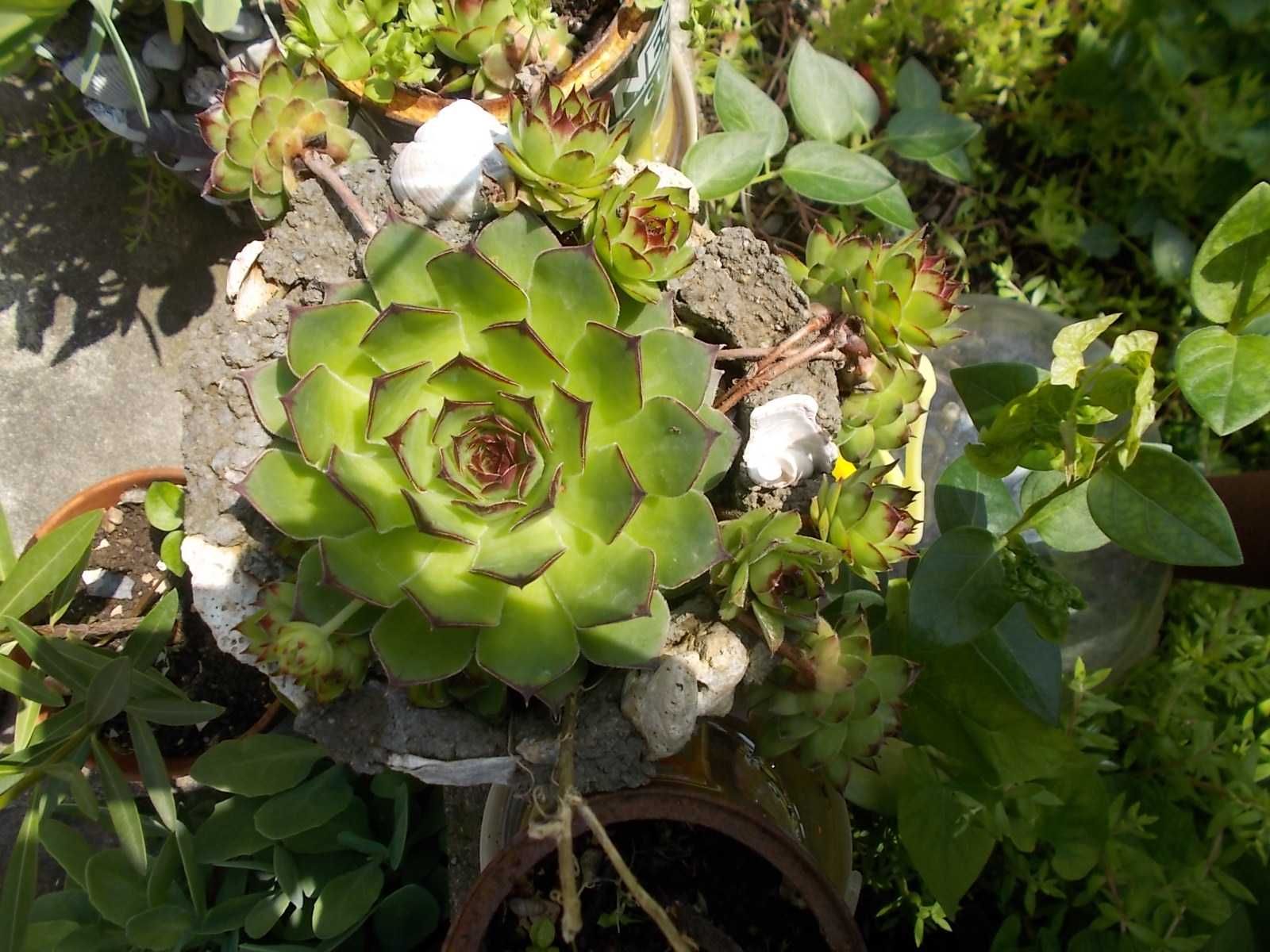 Алпийска роза (sedum Sempervivum)