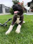 Akita American femelă și mascul
