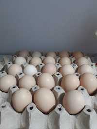 Ouă de incubat Wiandote argintiu