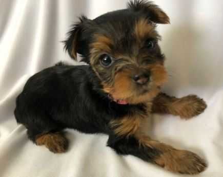 Yorkshire terrier pui mini toy
