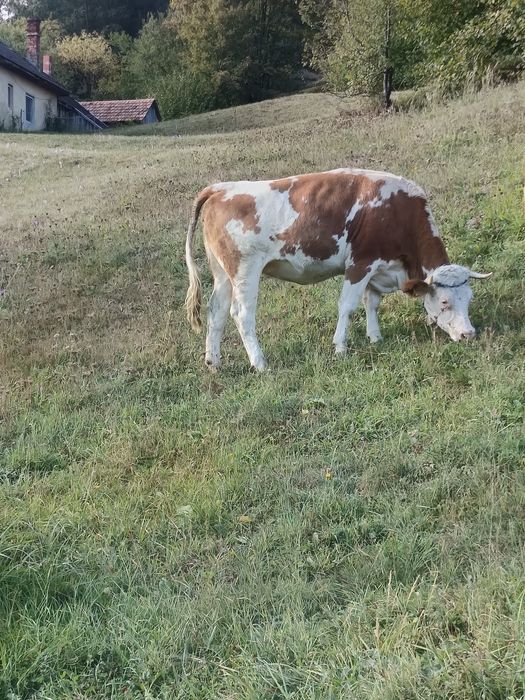 Junincă de vânzare gestantă în 5 luni