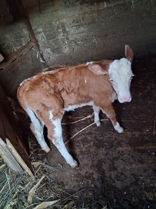 Vând vaca cu vițea bălțata