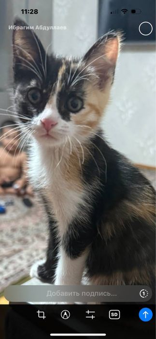 Отдам в добрые руки котята