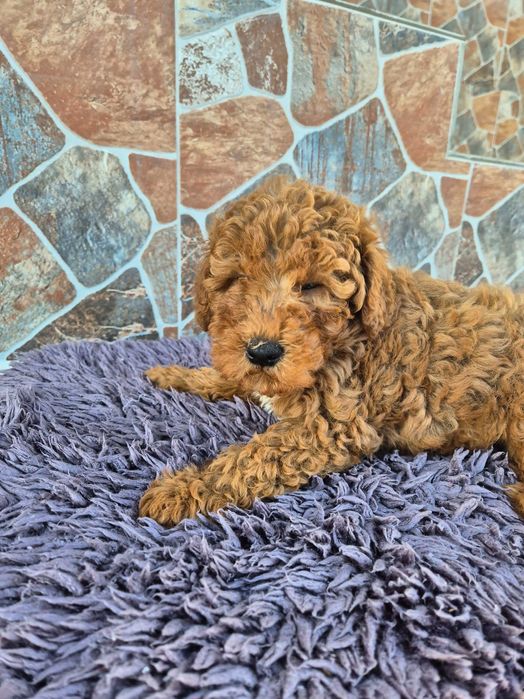 "Той" пудел мъжки