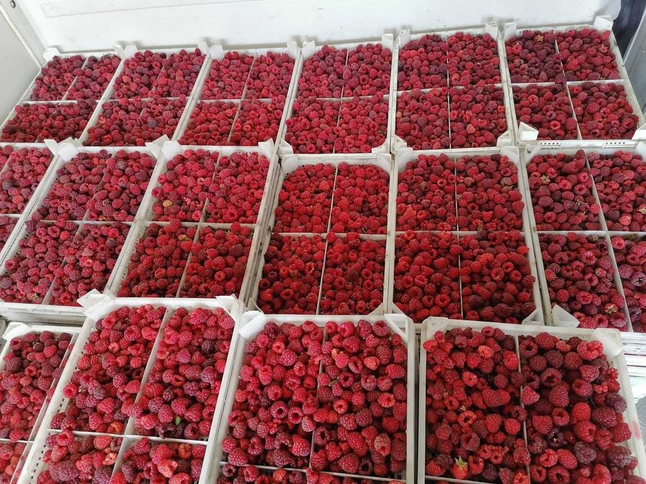 разсад за малини