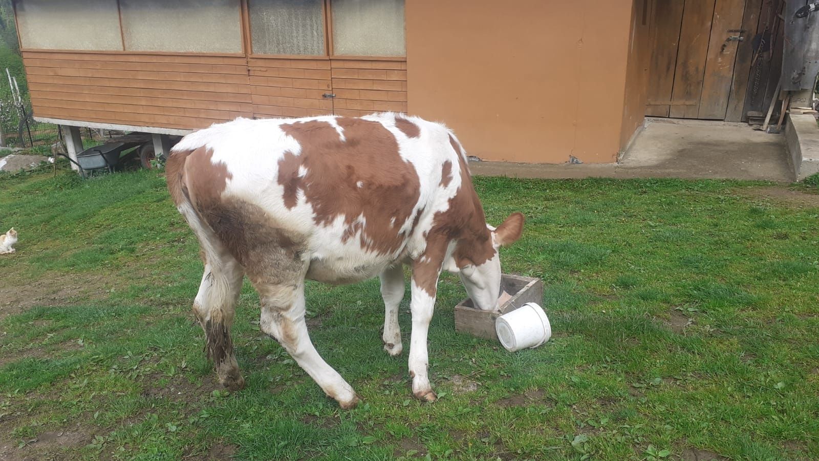 Vând vițele bălțate