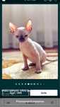 Pisici sphynx fara par