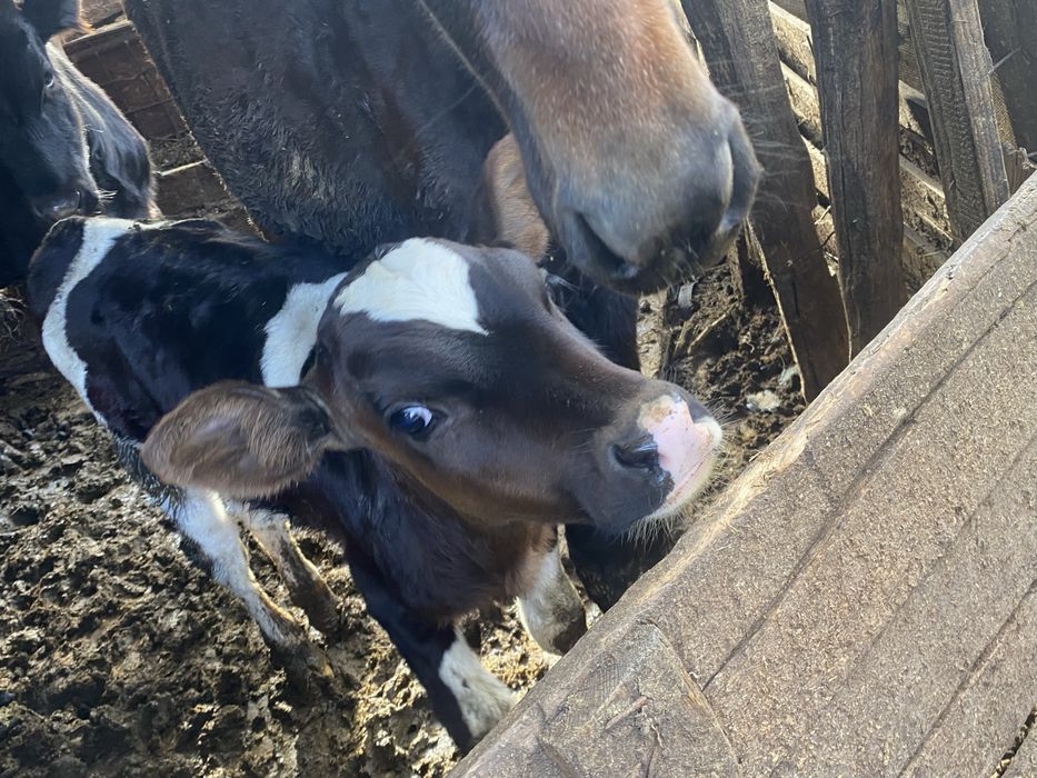 Vând 2 viteti, unul de 2 luni si unul de 9 luni