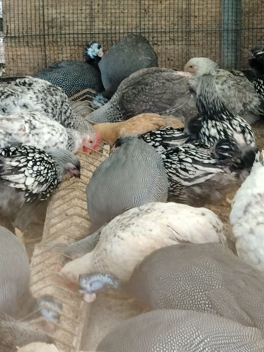 Bibilici sănătoase primăvară acestui an